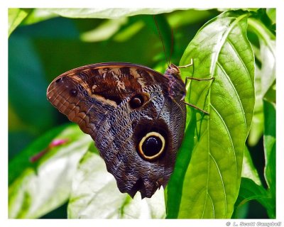 OwlButterfly.4988.jpg