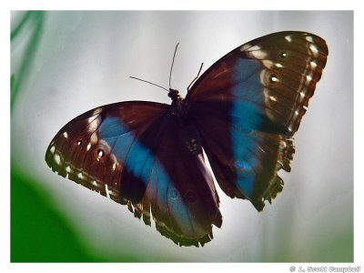 Butterfly.4995.jpg