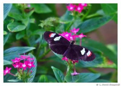Butterfly.4985.jpg