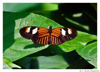Butterfly.4993.jpg