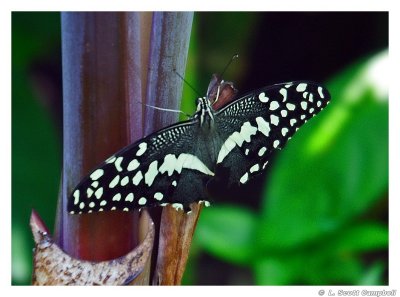 CitrusSwallowtail.5009a.jpg