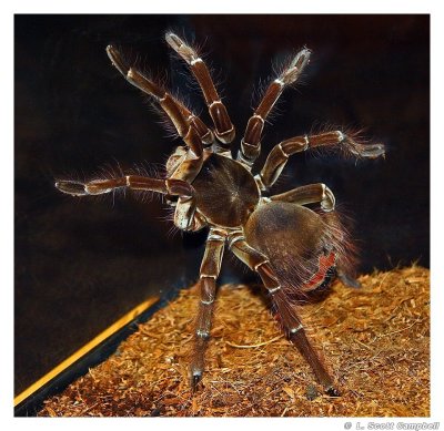 Tarantula.5035.jpg