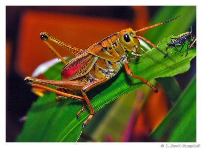 Grasshopper.5028.jpg