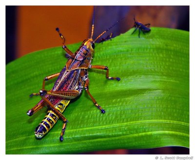 Grasshopper.5029.jpg