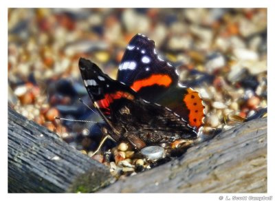 RedAdmiral.5110.jpg