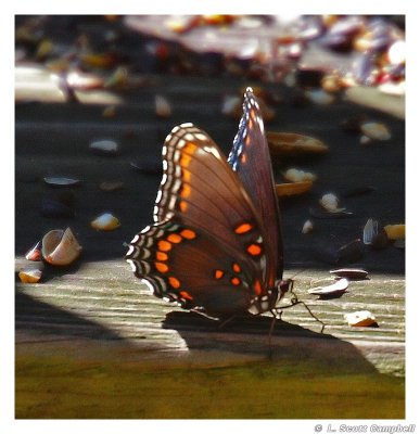 Butterfly.5091.jpg