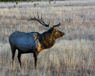Bull Elk at Sunset.jpg