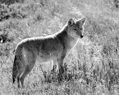 Coyote Black and White.jpg