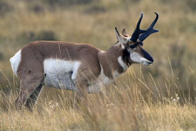 Pronghorn in the Tall Grass.jpg