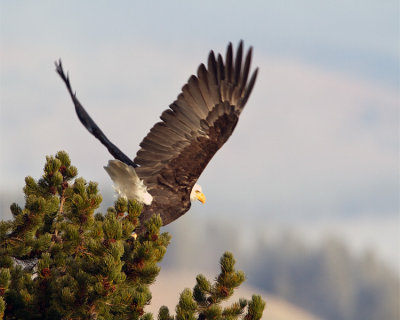 Bald Eagle Taking Off.jpg