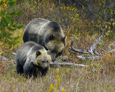 Grizzly Sow and Cub.jpg