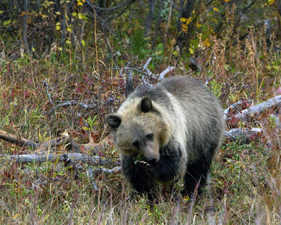 Grizzly Cub Grazing.jpg