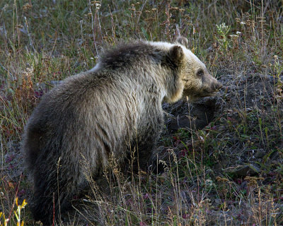 Grizzly Cub Digging for Voles.jpg