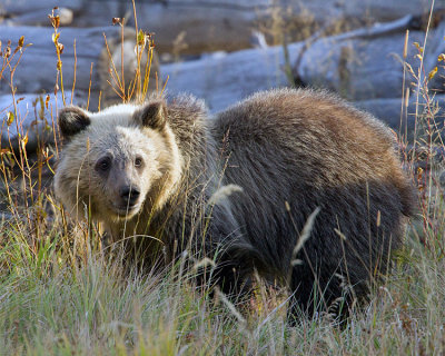 Grizzly Cub in the Tall Grass.jpg