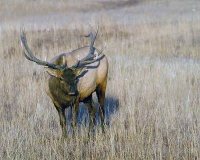 Bull Elk Near Canyon Junction.jpg