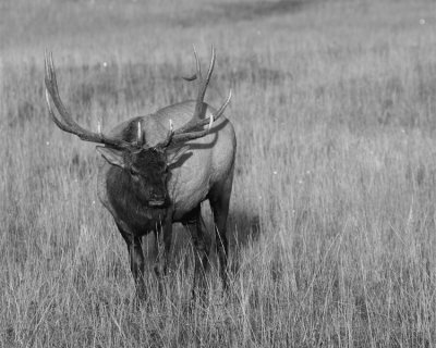 Bull Elk Near Canyon Junction Black and White.jpg