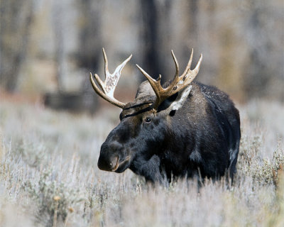 Smaller Bull Moose at Gros Ventre.jpg