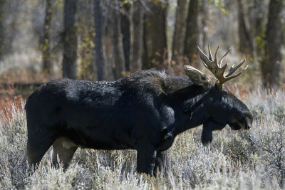 Bull Moose in Grand Teton.jpg
