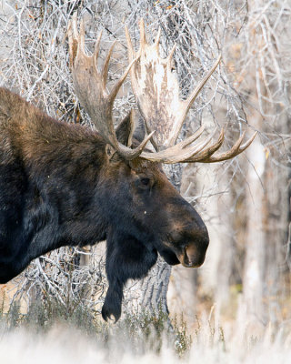 Bull Moose Headshot.jpg