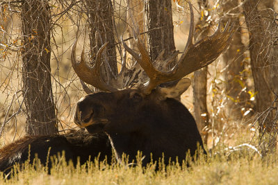 Recumbant Bull Moose.jpg
