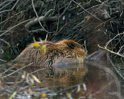 Beaver at the Dam.jpg