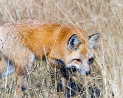 Fox Stalking.jpg