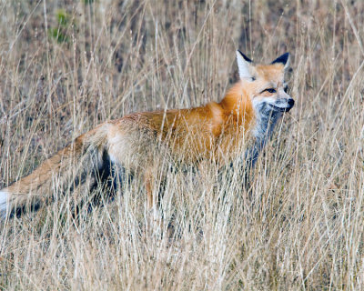 Red Fox Stalking in the Tall Grass.jpg