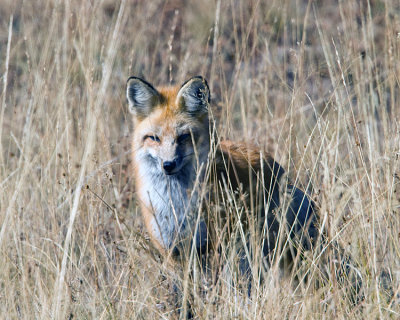 Fox Peeking Through the Grass.jpg