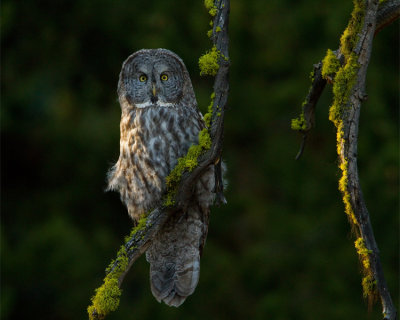 Great Gray Owl in the Trees Near Canyon.jpg