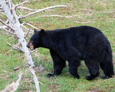 Black Bear by a Dead Tree.jpg
