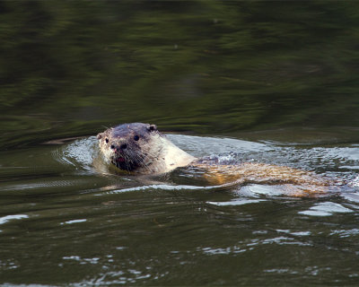 River Otter.jpg