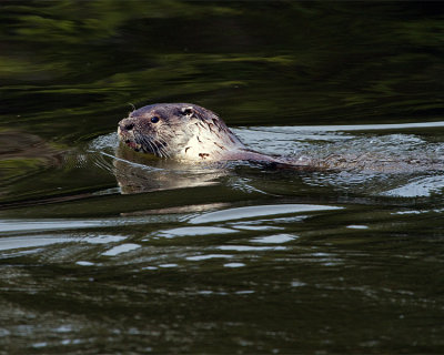 River Otter in the Water.jpg