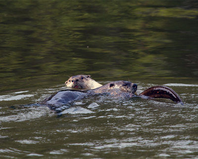 Two River Otters in the Water.jpg