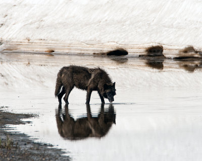 Canyon Wolf Drinking from the Creek.jpg