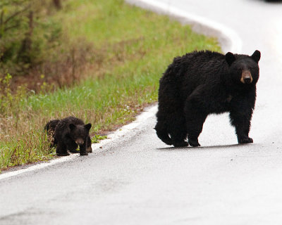 Black Bear with Cubs Crossing the Road.jpg