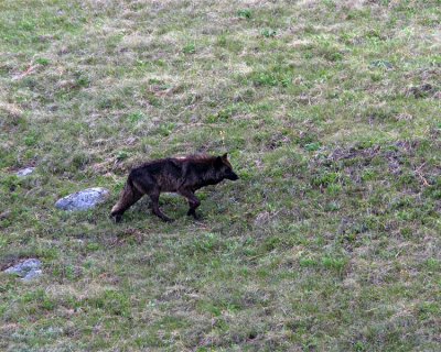 Black Wolf on the Hill.jpg