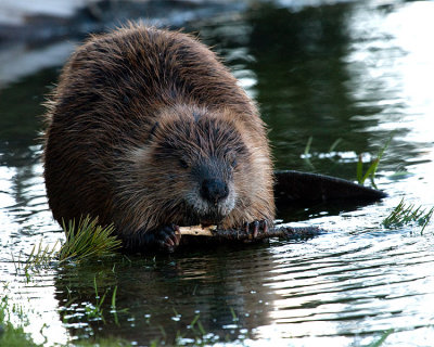 Beaver Snacking.jpg