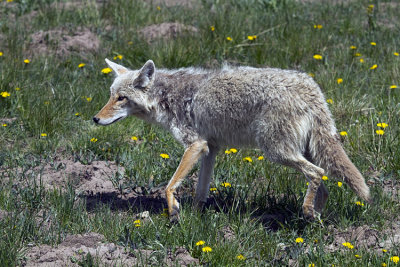 Coyote in the Wildflowers.jpg