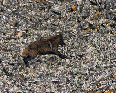 Black Mollie Wolf Jumping on the Rocks.jpg