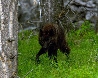 Black Mollie Wolf in the Trees.jpg