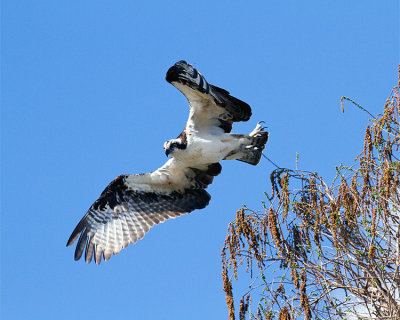 Osprey Taking Flight.jpg