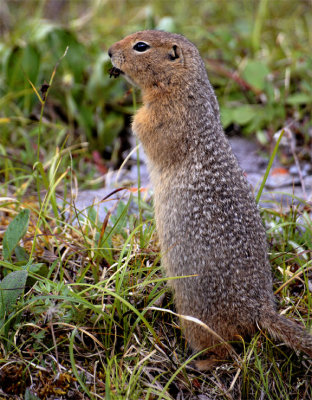 Arctic Ground Squirrel.jpg