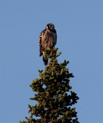 Hawk Owl.jpg