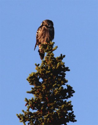 Hawk Owl at Denali.jpg