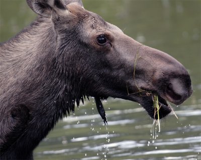 Moose Eating Closeup.jpg