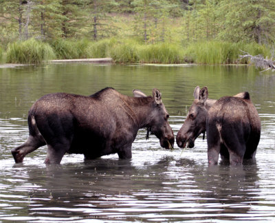 Two Moose in Horseshoe Lake Nose to Nose.jpg