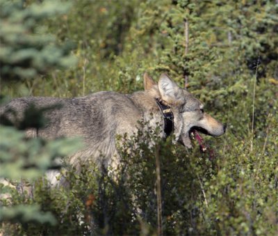 Wolf with radio collar near the Savage River Campground.jpg