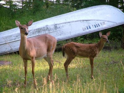 deer at cabin in lutsen