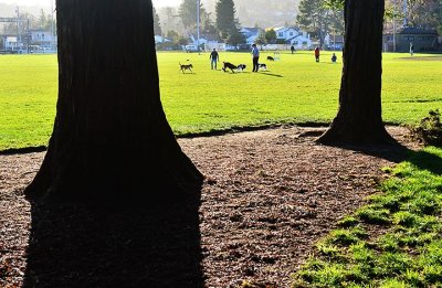 Burton Park dogs