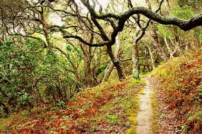 Junipero Serra Park trail2